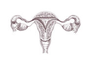 uterus-mocha (1)-1