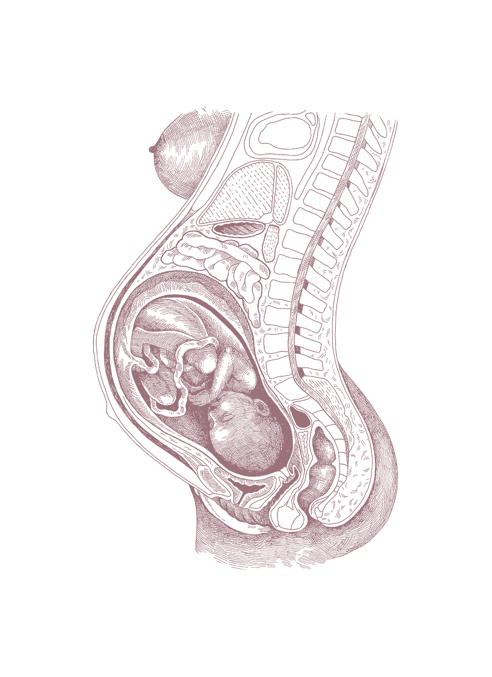 womb with fetus RGB Mocha (1)