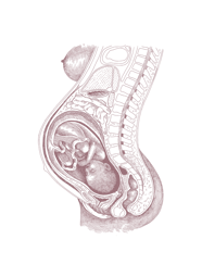 womb with fetus RGB Mocha (1)