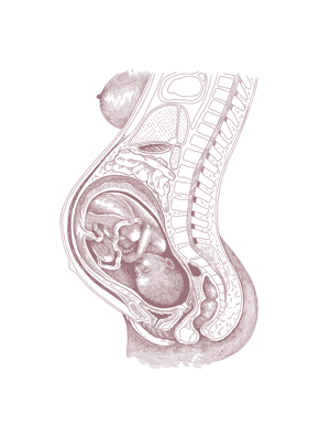 womb with fetus RGB Mocha (1)